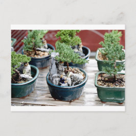 Bonsai Tree Briefkaart