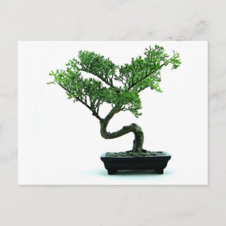 Bonsai Tree Briefkaart