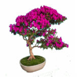 Bonsay Fuxia Staand Fotobeeldje<br><div class="desc">Preciosa foto escultura de un bonsay para decorar tu hogar</div>