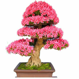 Bonsay Rosa Staand Fotobeeldje