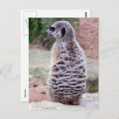 bont briefkaart (Voorkant / Achterkant)