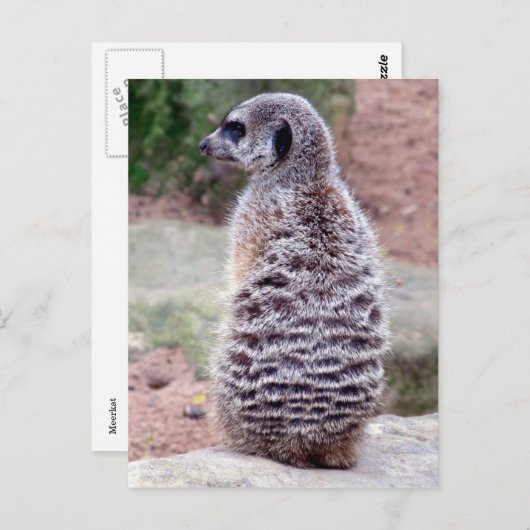 bont briefkaart (Voorkant / Achterkant)