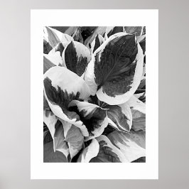 Bonte Hosta Zwart en Wit Bloemmotief Poster