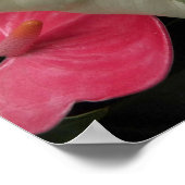 Bonte Monstera Blad Bloem Poster (Hoek)