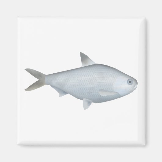 Bony Bream Magneet (Voorkant)