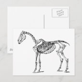 Bony Horse Briefkaart (Voorkant / Achterkant)