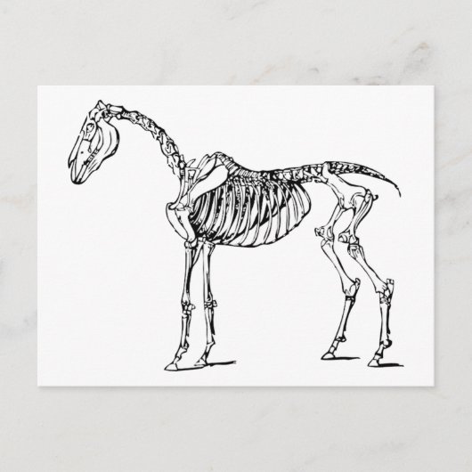 Bony Horse Briefkaart (Voorkant)