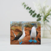 Boobies met blauwvoet (Sula nebouxii) Briefkaart (Staand voorkant)
