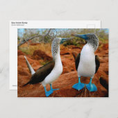 Boobies met blauwvoet (Sula nebouxii) Briefkaart (Voorkant / Achterkant)