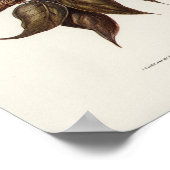 Boobook Owl door Elizabeth Gould Poster (Hoek)