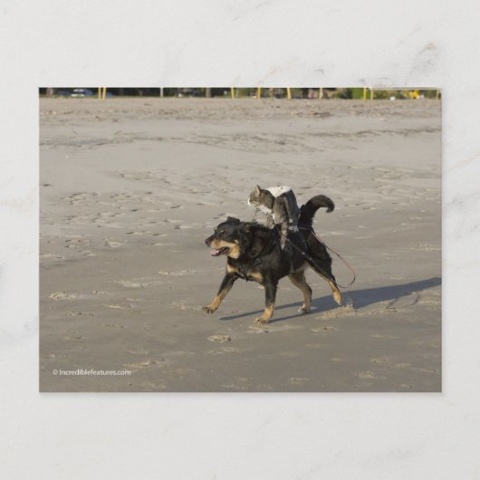Booger, Kat en Mousey op het strand Briefkaart (Voorkant)