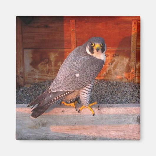 boogmagneet magneet (Voorkant)