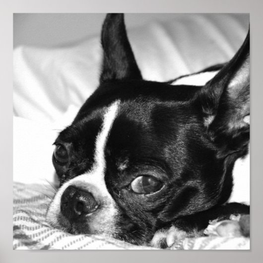 Boohoo Poster (Voorkant)