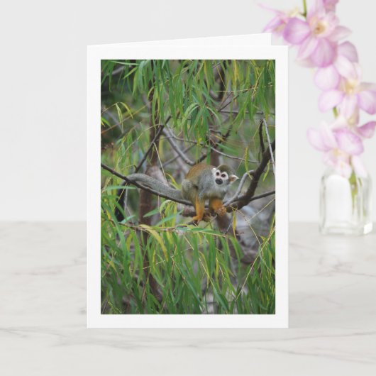 Boom Aap Kaart (Orchidee)