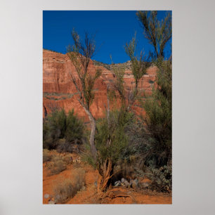 Boom bij Courthouse Butte 2016 Poster