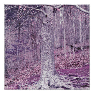 Boom bij Dunbar Perfect Poster