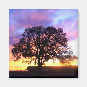 Boom bij Sunset Magnet