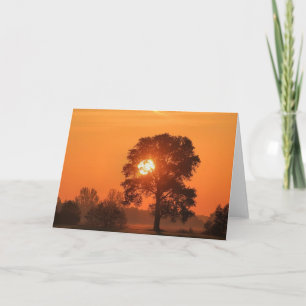 Boom bij Sunset Wenskaart Kaart