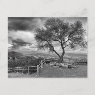 Boom boven aan de heuvel briefkaart