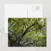 Boom Briefkaart (Voorkant / Achterkant)