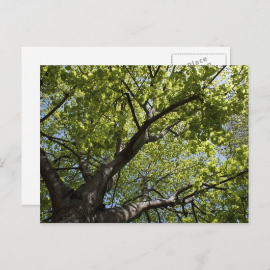 Boom Briefkaart (Voorkant / Achterkant)