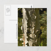 Boom Briefkaart (Voorkant / Achterkant)