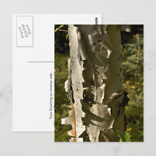 Boom Briefkaart (Voorkant / Achterkant)