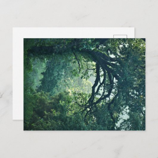 Boom Briefkaart (Voorkant / Achterkant)