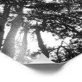 Boom Canopy, Bute Park, Cardiff Foto Afdruk (Hoek)