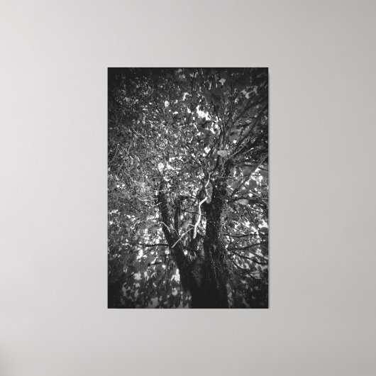 Boom Canvas Afdruk (Voorkant)