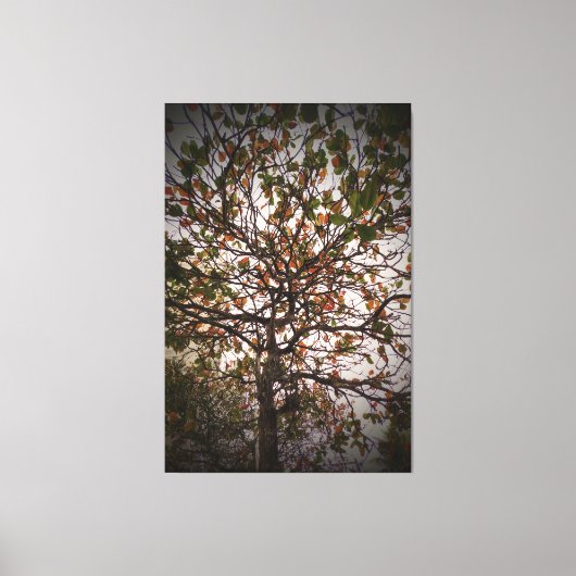 Boom Canvas Afdruk (Voorkant)