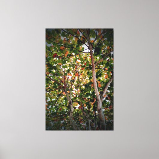 Boom Canvas Afdruk (Voorkant)