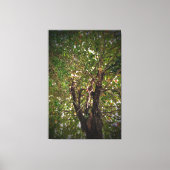 Boom Canvas Afdruk (Voorkant)