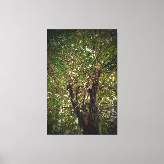 Boom Canvas Afdruk (Voorkant)