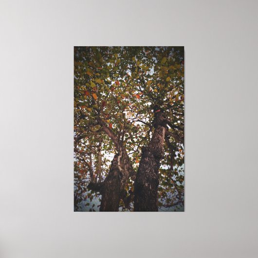 Boom Canvas Afdruk (Voorkant)