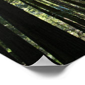 "Boom Cathedral", Muir Bossen Poster (Hoek)