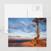 Boom Clings to Ledge, Bryce Canyon National Park Briefkaart (Voorkant / Achterkant)