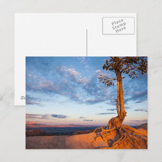 Boom Clings to Ledge, Bryce Canyon National Park Briefkaart (Voorkant / Achterkant)