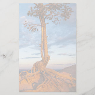 Boom Clings to Ledge, Bryce Canyon National Park Briefpapier