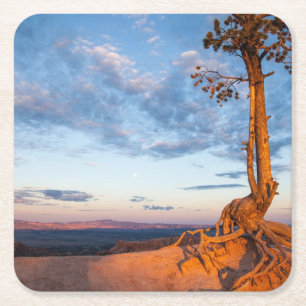Boom Clings to Ledge, Bryce Canyon National Park Kartonnen Onderzetters