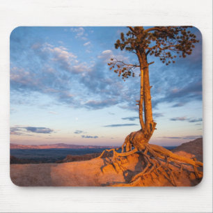 Boom Clings to Ledge, Bryce Canyon National Park Muismat