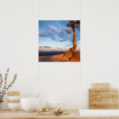 Boom Clings to Ledge, Bryce Canyon National Park Poster (Keuken)