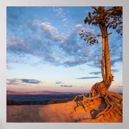 Boom Clings to Ledge, Bryce Canyon National Park Poster (Voorkant)