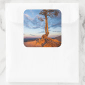 Boom Clings to Ledge, Bryce Canyon National Park Vierkante Sticker (Tas)