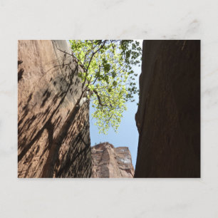 Boom die groeit tussen rotsen in Zion National Par Briefkaart
