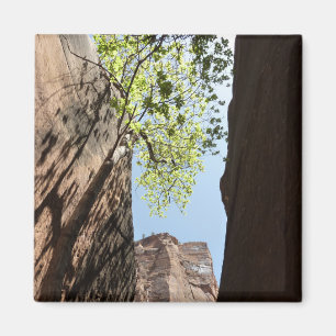 Boom die groeit tussen rotsen in Zion National Par Magneet