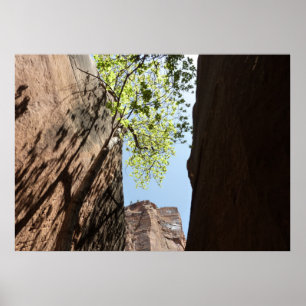 Boom die groeit tussen rotsen in Zion National Par Poster