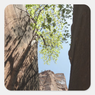 Boom die groeit tussen rotsen in Zion National Par Vierkante Sticker