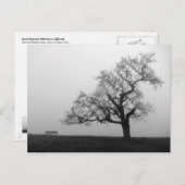 Boom en bank in mist briefkaart (Voorkant / Achterkant)