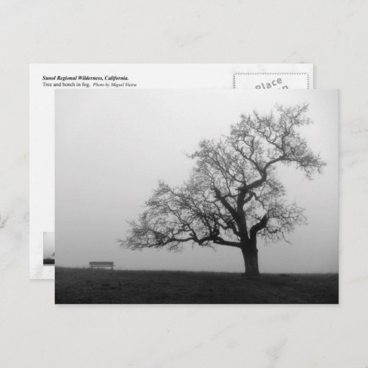 Boom en bank in mist briefkaart (Voorkant / Achterkant)